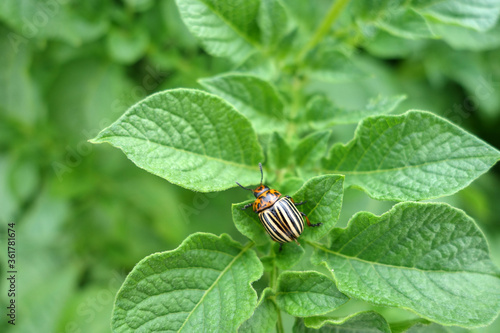 Colorado potato beetle in natural conditions.