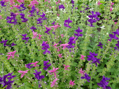 Mix of Salvia viridis (annual clary, orval) is an annual plant. Lamiaceae family. photo