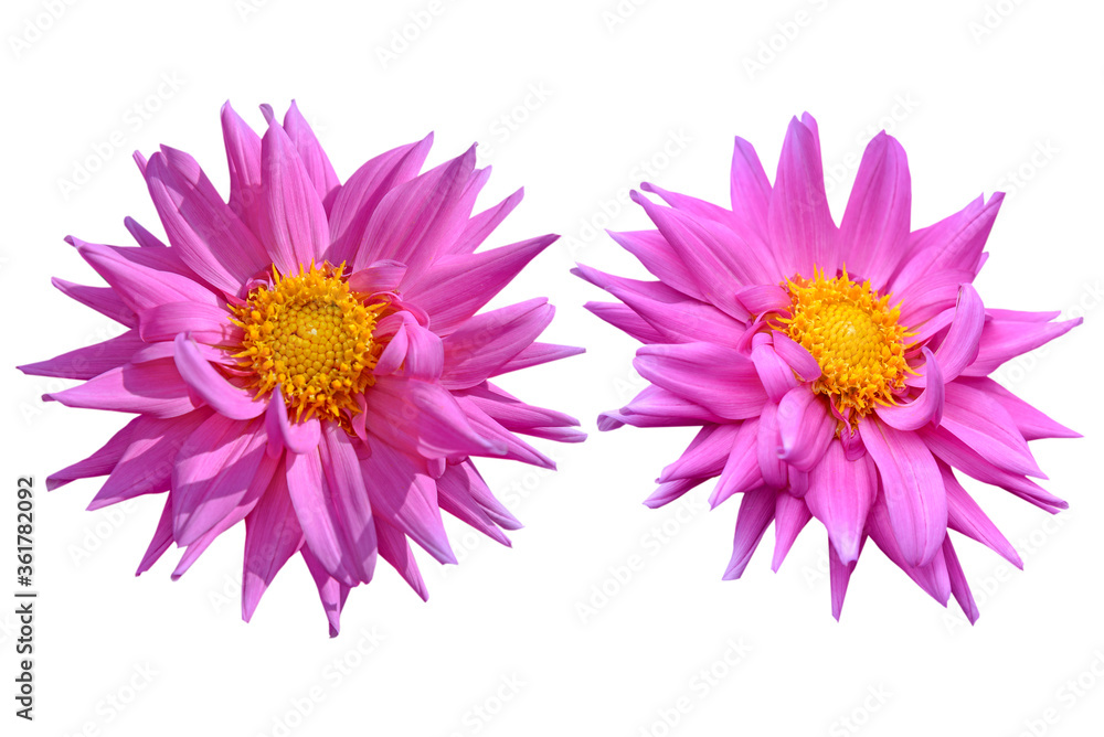 Couple of pink dahlia flowers isolated on white