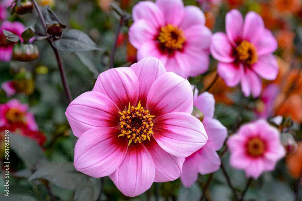 Obraz premium pink dahlia flowers in the garden