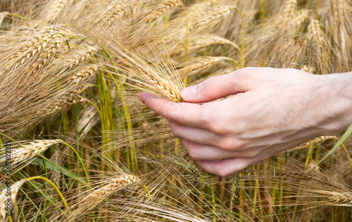 Touch of wealth. Woman hand touching the golden ripe ears on the golden ripe wheat field in sun light. Close-up.