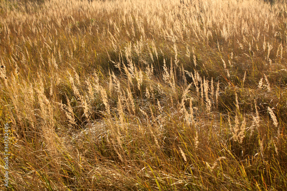 Fototapeta premium Dry grass wild meadow beauty.