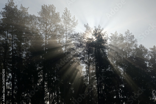 Fototapeta Naklejka Na Ścianę i Meble -  Sun rising from tree tops in forest.