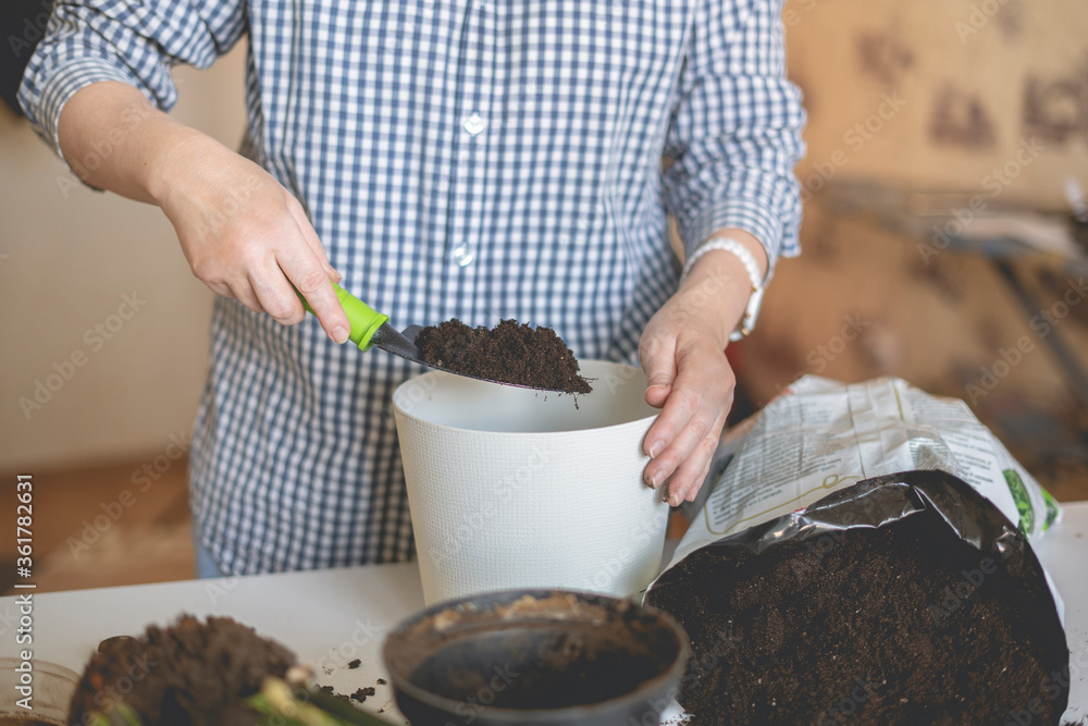 woman holding a shovel with soil to plant the home flower in the pot woman holding a shovel with soil to plant the home flower in the pot