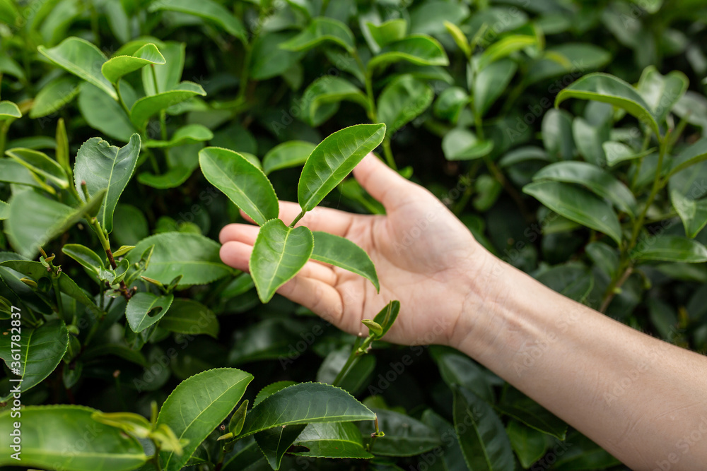 Fresh tea leafs in woman's hand, at tea garden, chiang mai, thailand. Fresh tea leafs in woman's hand, at tea garden, chiang mai, thailand.