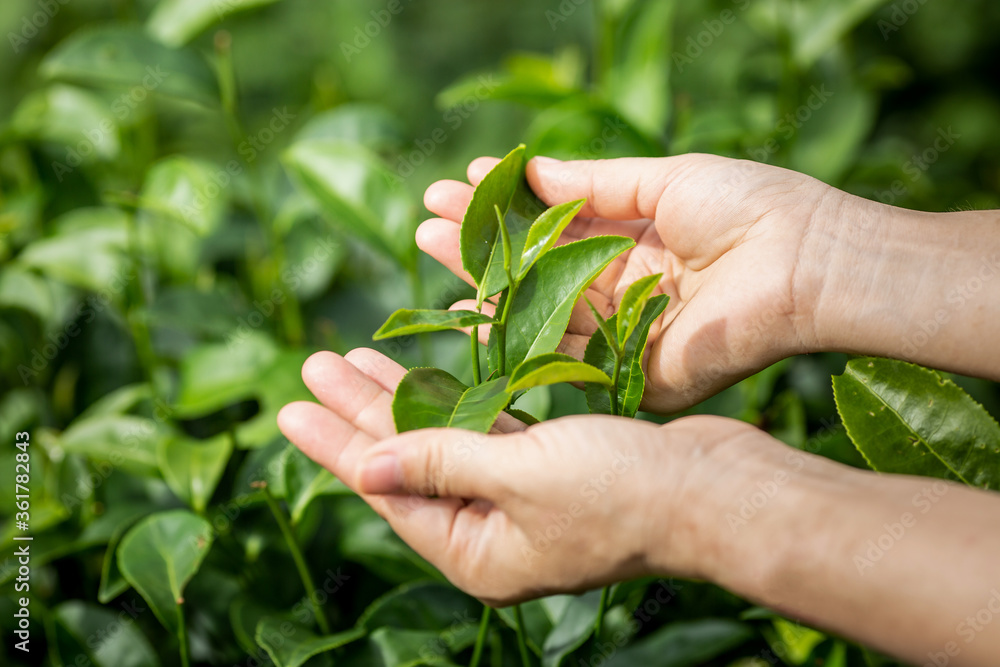 custom made wallpaper toronto digitalFresh tea leafs in woman's hand, at tea garden, chiang mai, thailand.