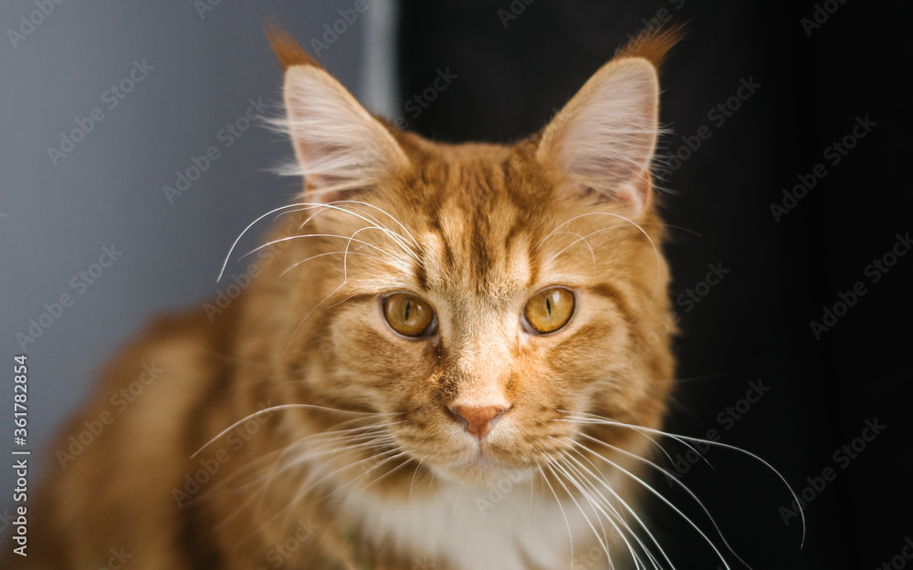 beautiful red cat is sitting in the sun in an apartment. beautiful red cat is sitting in the sun in an apartment.