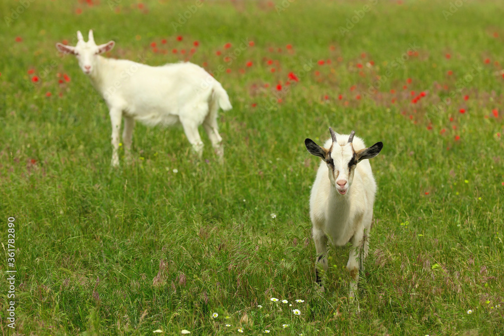 Obraz premium Beautiful goats in green field. Animal husbandry
