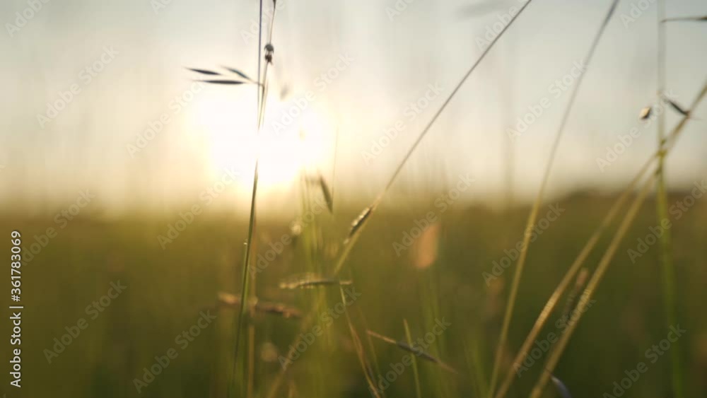 Up close macro push forward through warm, summer field of grass and plants with bright, warm sun in the background in slow motion Up close macro push forward through warm, summer field of grass and plants with bright, warm sun in the background in slow motion