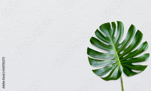 Green tropical leaves on white background. Top view and copy space. Flat lay