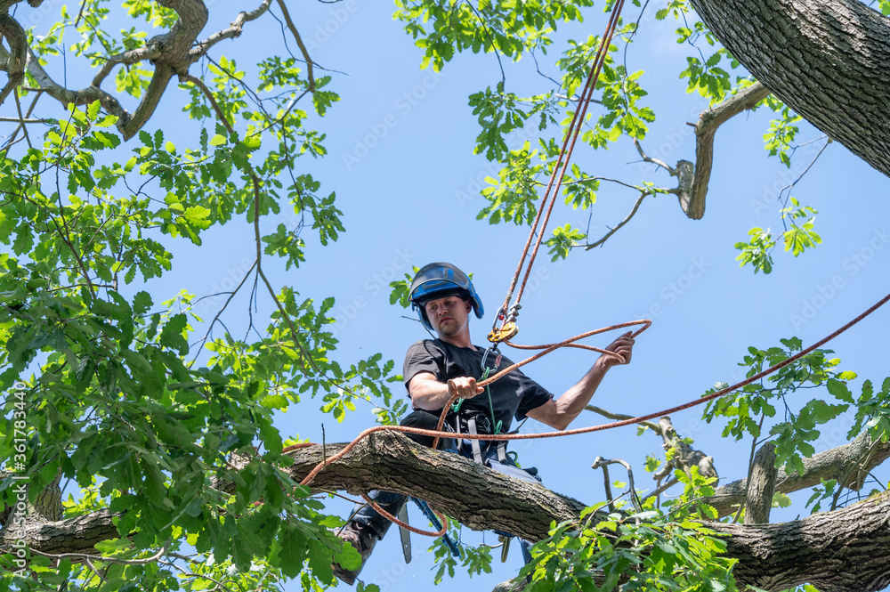Arborist adjusts his safety ropes Arborist adjusts his safety ropes