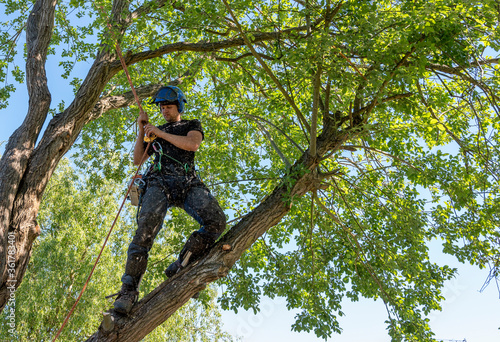 Arborist checking safety ropes