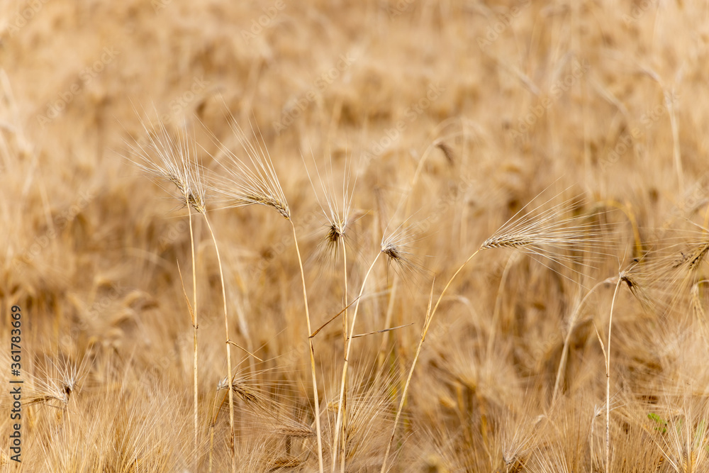 Wheat field. Ears of golden wheat close up. Agricultural field in Serbia Wheat field. Ears of golden wheat close up. Agricultural field in Serbia