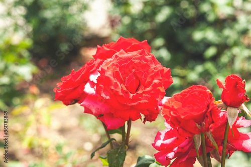 Lovely single blooming red rose