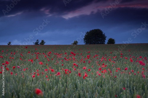 Field of Poppies near Dorchester photo