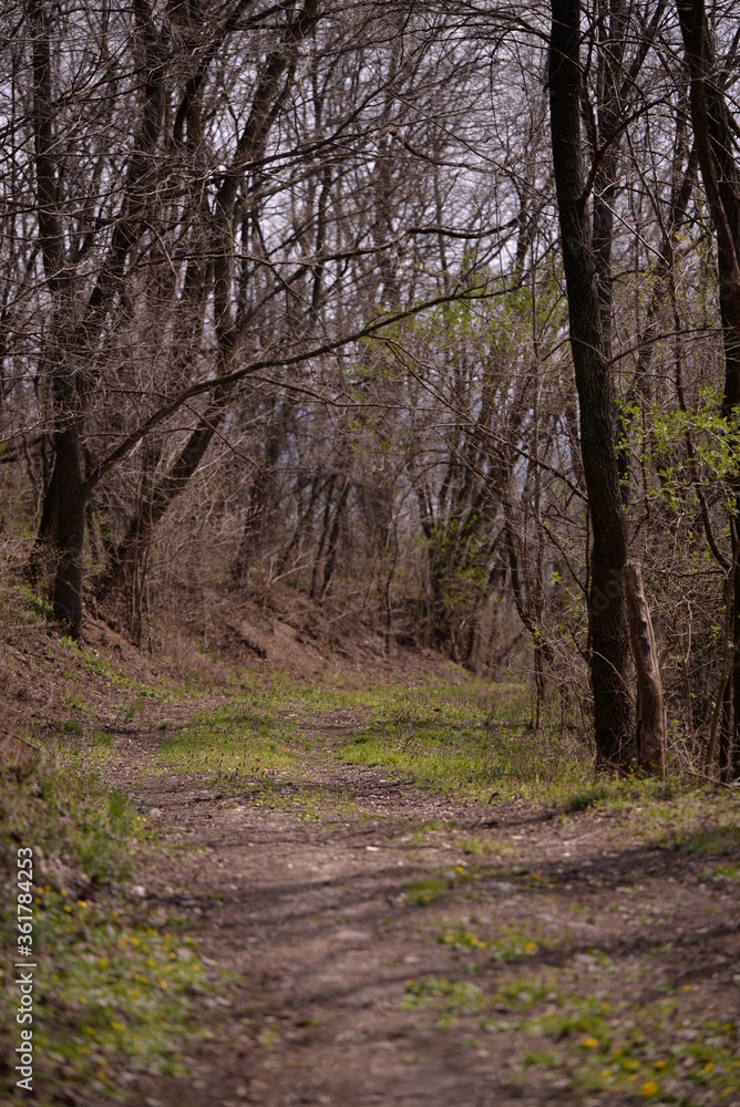 footpath trough the leafless forest during spring season footpath trough the leafless forest during spring season