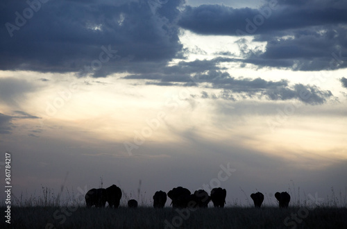 Silhouette of African elephants moving during sunset, Masai Mara © Dr Ajay Kumar Singh