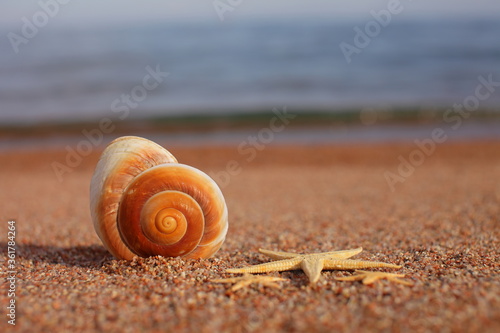 Sea shells and starfish on the beach. Sandy beach with waves. Summer vacation concept. Holidays by the sea