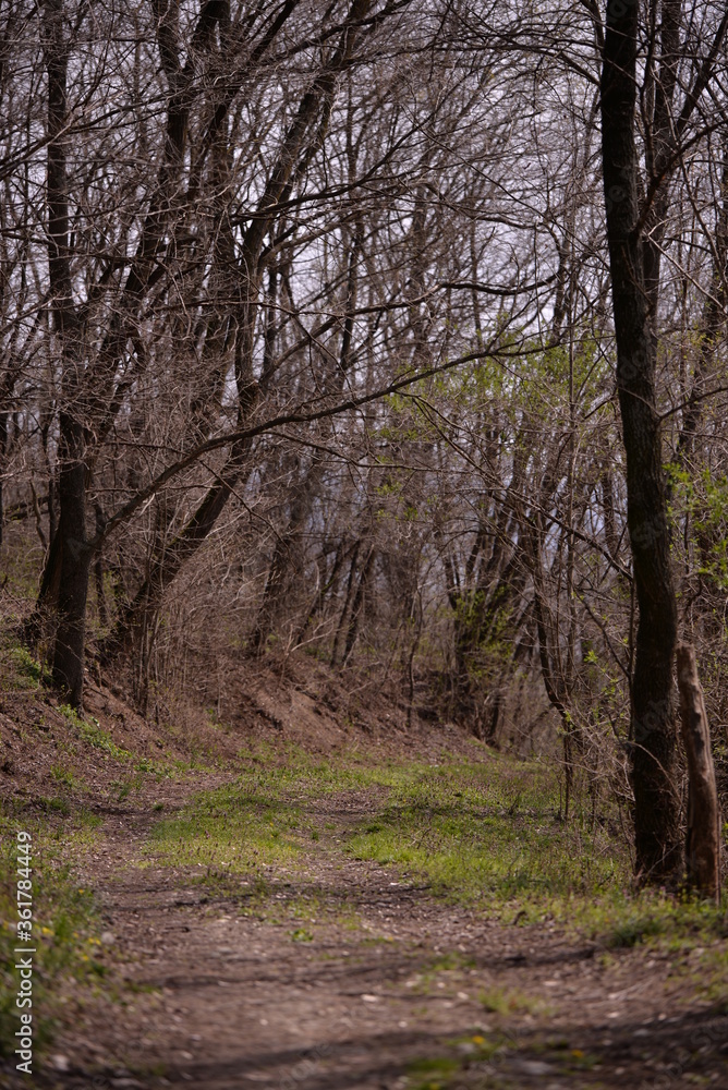 footpath trough the leafless forest during spring season