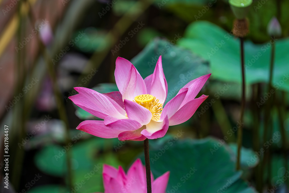 Pink water lily flower. Lotus flower in Vietnam. Closeup Pink water lily flower. Lotus flower in Vietnam. Closeup