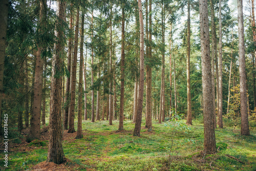 Spaziergang durch Wald bei Tostedt © Till Heidrich