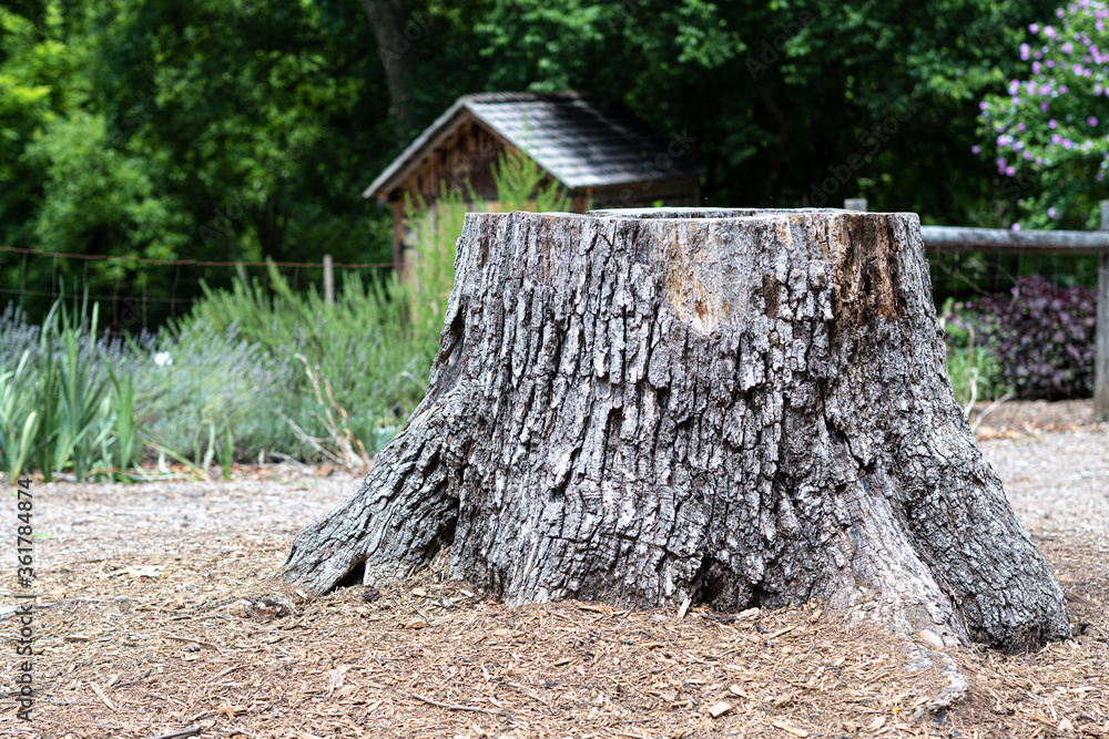 Fototapeta premium Old Stump