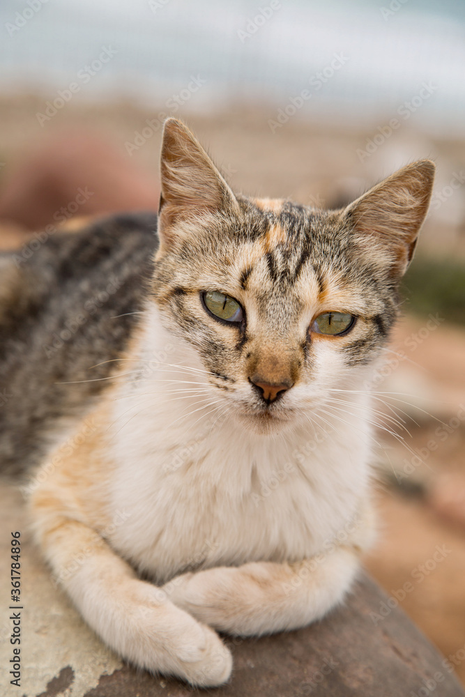 street cat lying on a rock in cloudy weather close up view