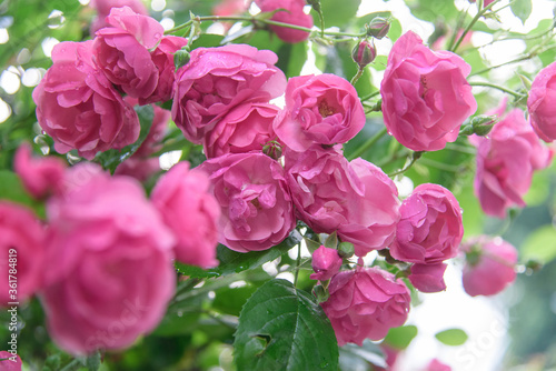 Wallpaper Mural rose bush flowers during blossoming after rain Torontodigital.ca