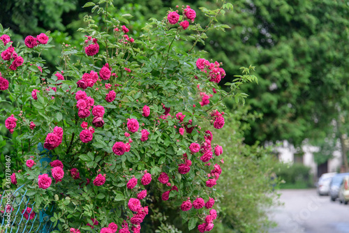 Fototapeta Naklejka Na Ścianę i Meble -  rose bush flowers during blossoming after rain