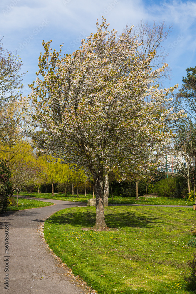 Tree in Spring