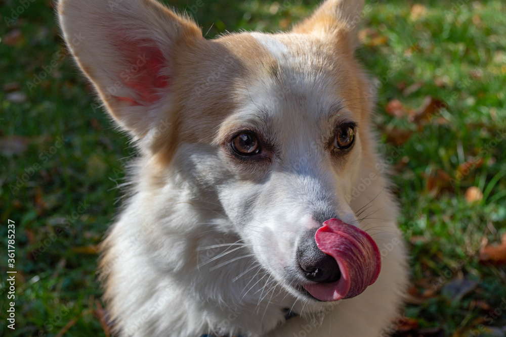 dog in backyard