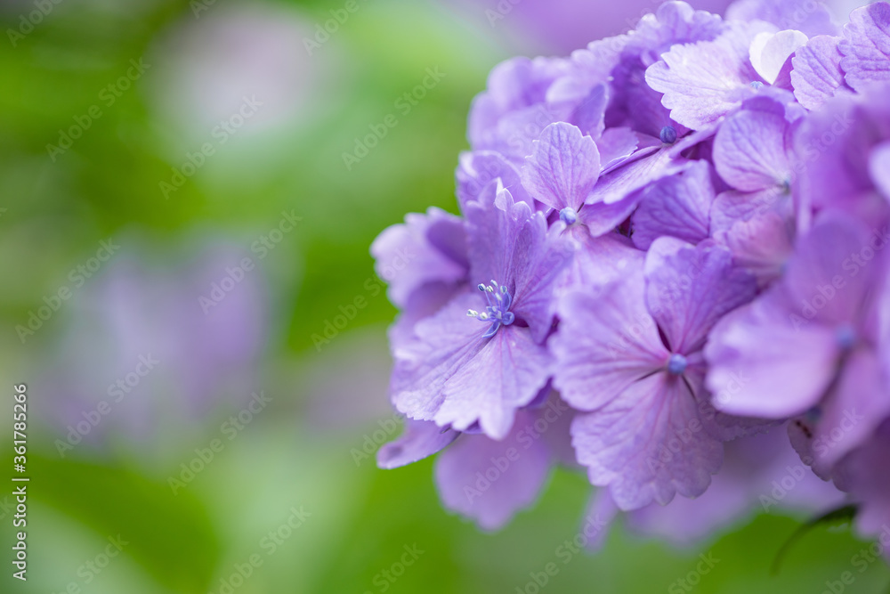 close-up Purple Hydrangea in the garden