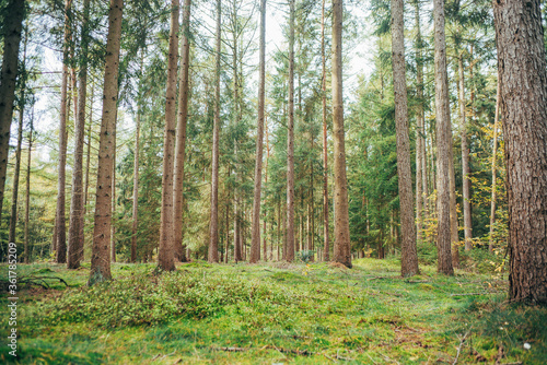 Spaziergang durch Wald bei Tostedt