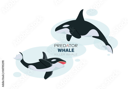Killer whales underwater. Sketch. Vector illustration with splash texture. Marine mammals. Design for poster