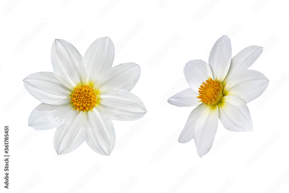 Fototapeta premium Couple of white dahlia flowers isolated in white background