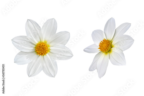 Couple of white dahlia flowers isolated in white background © Elena Umyskova