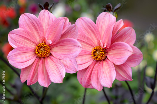 Pink dahlia flowers isolated on white background