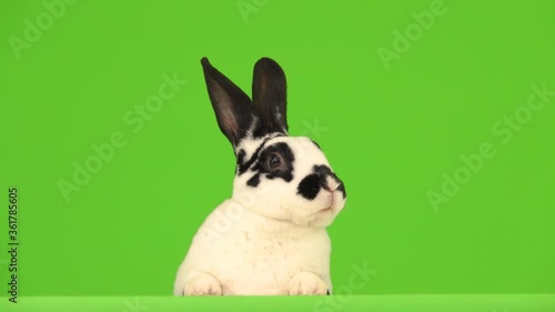 The rabbit is talking and showing tongue and looking at the camera on a green screen.