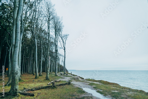 Herbstlicher Gespensterwald bei Nienhagen an der Ostsee © Till Heidrich