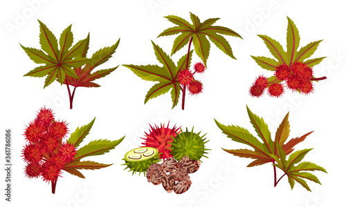 Ricinus or Castor Oil Plant with Green Palmate Leaves and Red Fruit Vector Set