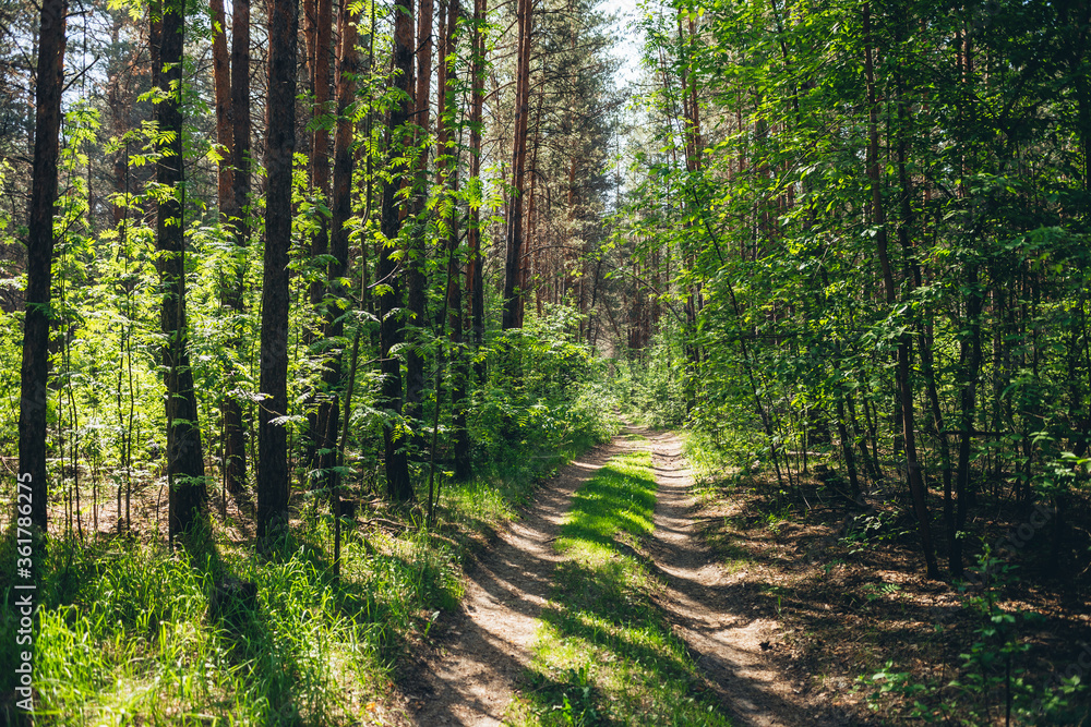 Fototapeta premium Thickets in dense forest. Scenic sunny view with contrasts of forest. Beautiful woody landscape surrounded by many trees and lush vegetation in sunlight. Atmospheric forest scenery with rich flora.