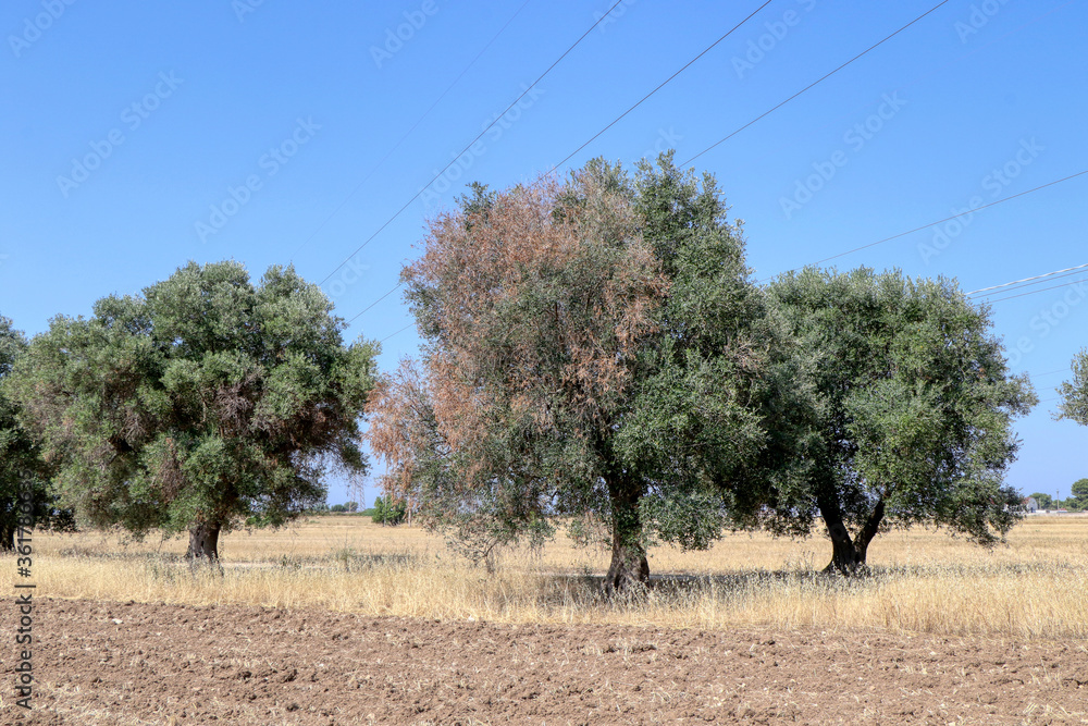 Olive tree affected by the bacterium xylella fastidiosa in Puglia, Italy Olive tree affected by the bacterium xylella fastidiosa in Puglia, Italy