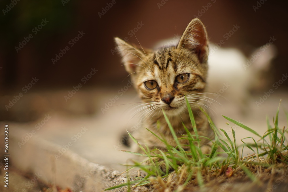 Tabby kitten resting in a summer garden