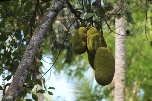 JACK FRUIT ON TREE