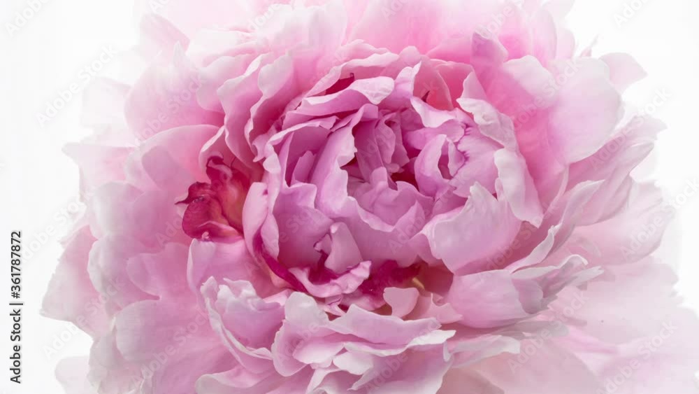 Beautiful pink peony flowers bouquet background. Blooming roses flower open, time lapse, close-up. Wedding backdrop, Valentine's Day concept. Bouquet on white backdrop, closeup. 4K UHD timelapse Beautiful pink peony flowers bouquet background. Blooming roses flower open, time lapse, close-up. Wedding backdrop, Valentine's Day concept. Bouquet on white backdrop, closeup. 4K UHD timelapse