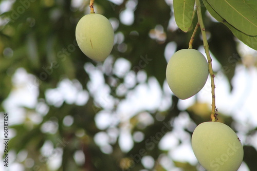 MANGO FRUIT ON A TREE