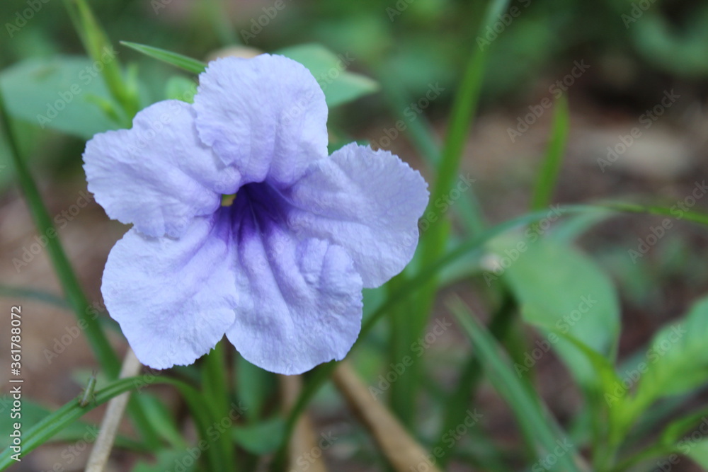 Obraz premium BEAUTIFUL FLOWER