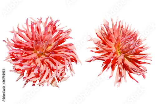 Couple of red dahlia flowers isolated on white background