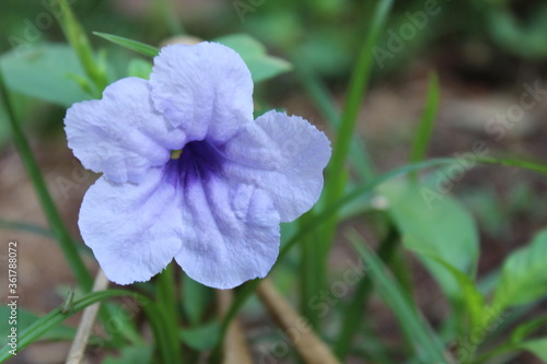 BEAUTIFUL FLOWER