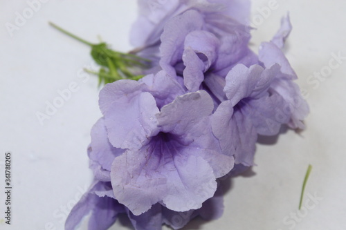 purple iris flower